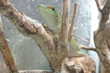 Lizards kaufen und verkaufen Photo: Phelsuma Grandis - Madagaskar Taggeckos 