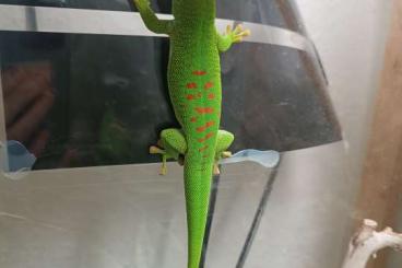 Geckos kaufen und verkaufen Foto: Phelsuma Grandis - Madagaskar Taggeckos 