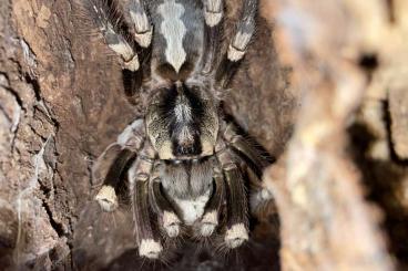 - bird spiders kaufen und verkaufen Photo: Poecilotheria spp. female offer 