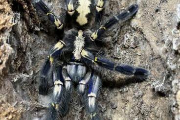 Vogelspinnen kaufen und verkaufen Foto: Poecilotheria spp for sell