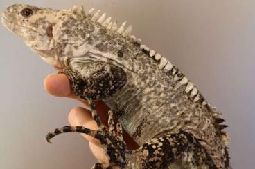 Echsen kaufen und verkaufen Foto: Ctenosaura bakeri adult Echsen kaufen und verkaufen Foto: Ctenosaura bakeri adult