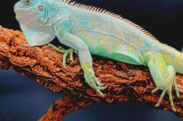 Lizards kaufen und verkaufen Photo: Geoemyda spengleri, Ctenosaura, Iguana iguana for Hamm