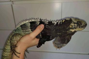 Echsen  kaufen und verkaufen Foto: Ctenosaura cb22 species preorder