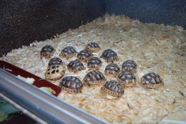 Landschildkröten kaufen und verkaufen Foto: T. hermanni boettgeri  & T. marginata 