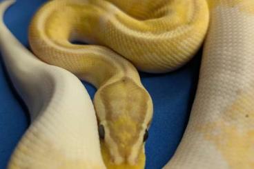 Königspythons kaufen und verkaufen Foto: 3.0 Banana SuperPastel Pied Königspythons kaufen und verkaufen Foto: 3.0 Banana SuperPastel Pied