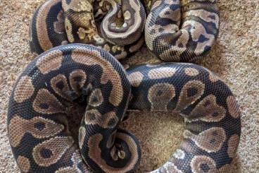 Königspythons kaufen und verkaufen Foto: Schönes Highway Projekt !!! Königspythons kaufen und verkaufen Foto: Schönes Highway Projekt !!!