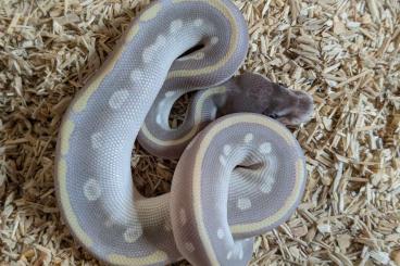 Ball Pythons kaufen und verkaufen Photo: 1.0  Purple Passion  male