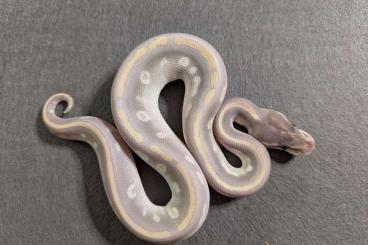Ball Pythons kaufen und verkaufen Photo: 1.0 Purple Passion male Ball Pythons kaufen und verkaufen Photo: 1.0 Purple Passion male