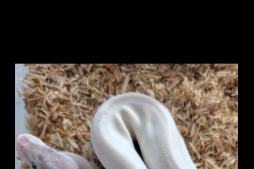 Ball Pythons kaufen und verkaufen Photo: 0.1 BEL Königspython fermale Ball Pythons kaufen und verkaufen Photo: 0.1 BEL Königspython fermale