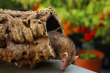 Exotische Säuger kaufen und verkaufen Foto: Lesser hedgehog tenrec (Echinops telfairi)