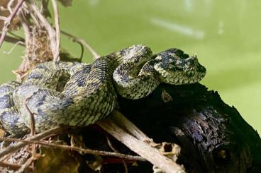 Schlangen kaufen und verkaufen Foto: For sale viperid  snakes and gecko