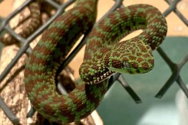 Schlangen kaufen und verkaufen Foto: Delivery animals  to Hamm