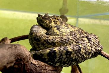 Schlangen kaufen und verkaufen Foto: Viperidae and geckos for Exotika Prague