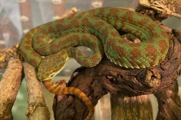 Snakes kaufen und verkaufen Photo: Animals for Sunday Houten 