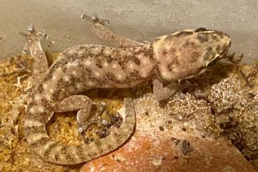 Lizards kaufen und verkaufen Photo: Pachydactylus punctatus CB 2025 Lizards kaufen und verkaufen Photo: Pachydactylus punctatus CB 2025
