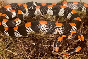 Snakes kaufen und verkaufen Photo: 1.1 Scolecophis atrocinctus Snakes kaufen und verkaufen Photo: 1.1 Scolecophis atrocinctus