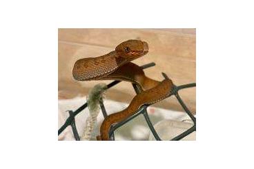 Snakes kaufen und verkaufen Photo: Cryptelytrops & Scolecophis Snakes kaufen und verkaufen Photo: Cryptelytrops & Scolecophis