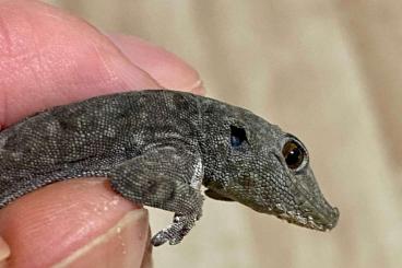 Lizards kaufen und verkaufen Photo: 1.1 Rhoptropus bradfieldi Lizards kaufen und verkaufen Photo: 1.1 Rhoptropus bradfieldi