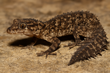 Lizards kaufen und verkaufen Photo: Looking for gecko to Hamm Lizards kaufen und verkaufen Photo: Looking for gecko to Hamm