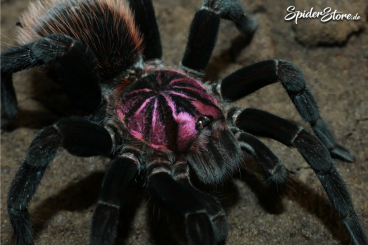 Spinnen und Skorpione kaufen und verkaufen Foto: *** SpiderStore.de *** Spinnen und Skorpione kaufen und verkaufen Foto: *** SpiderStore.de ***