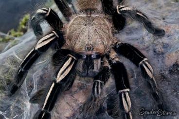 Spinnen und Skorpione kaufen und verkaufen Foto: ***      SpiderStore.de     ***