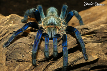 - bird spiders kaufen und verkaufen Photo: ***    SpiderStore.de    ***