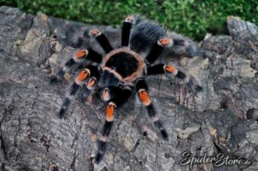 Spinnen und Skorpione kaufen und verkaufen Foto: ***   SpiderStore.de   ***