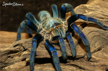 Spinnen und Skorpione kaufen und verkaufen Foto: ***    SpiderStore.de    *** 