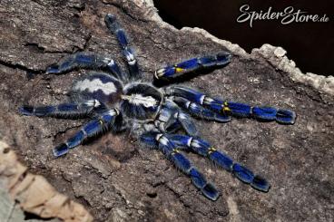 Spinnen und Skorpione kaufen und verkaufen Foto: *** Rendsburg Börse | SpiderStore.de ***
