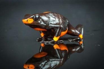 Poison dart frogs kaufen und verkaufen Photo: HOUTEN,19-9-2021 available cb frogs.