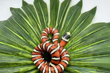 Schlangen kaufen und verkaufen Foto: Lampropeltis Pyromelana Pyromelana 06/25 Schlangen kaufen und verkaufen Foto: Lampropeltis Pyromelana Pyromelana 06/25