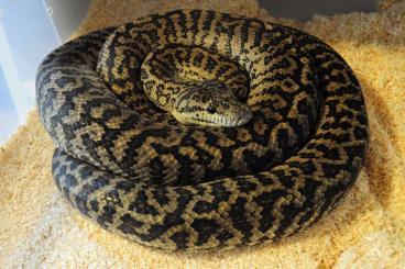 Pythons kaufen und verkaufen Photo: Morelia spilota ssp. - adult pair 