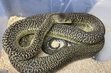 Pythons kaufen und verkaufen Foto: Morelia spilota ssp.- granite pair