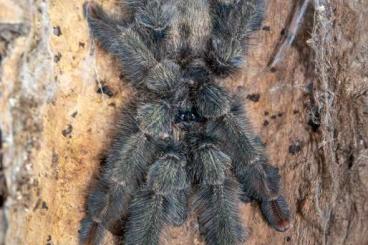 - bird spiders kaufen und verkaufen Photo: 1.0 Psalmopoeus pulcher, adult