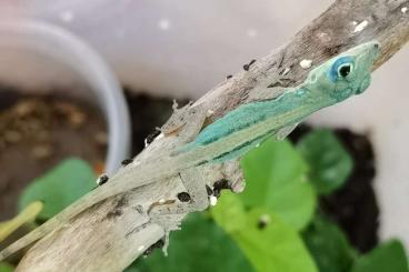 Lizards kaufen und verkaufen Photo: Anolis roquet Nachzuchten 