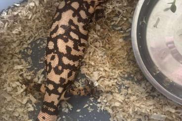 Echsen kaufen und verkaufen Foto: Heloderma suspectum. suspectum Echsen kaufen und verkaufen Foto: Heloderma suspectum. suspectum