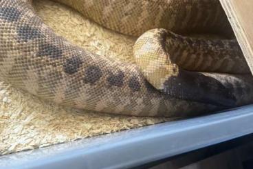 Pythons kaufen und verkaufen Foto: 2.2 PB Blackheaded python Pythons kaufen und verkaufen Foto: 2.2 PB Blackheaded python