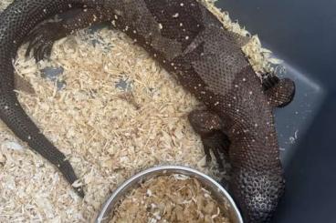 Echsen kaufen und verkaufen Foto: Heloderma horridum horridum Echsen kaufen und verkaufen Foto: Heloderma horridum horridum