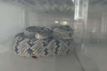 Venomous snakes kaufen und verkaufen Photo: 1.1-22 Crotalus.Culminatus Venomous snakes kaufen und verkaufen Photo: 1.1-22 Crotalus.Culminatus