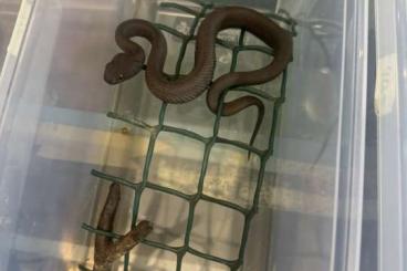 Giftschlangen kaufen und verkaufen Foto: 1.1-23/24 Trimeresurus Andersonii Giftschlangen kaufen und verkaufen Foto: 1.1-23/24 Trimeresurus Andersonii