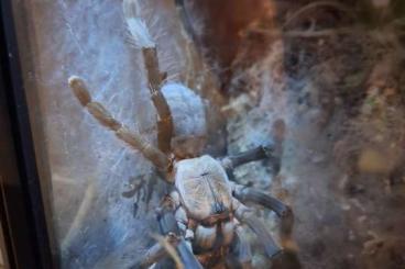 - bird spiders kaufen und verkaufen Photo: Vogelspinnen nur Abholung in Spandau - bird spiders kaufen und verkaufen Photo: Vogelspinnen nur Abholung in Spandau