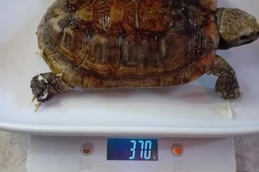 Schildkröten  kaufen und verkaufen Foto: Available Malachochersus Tornieri 