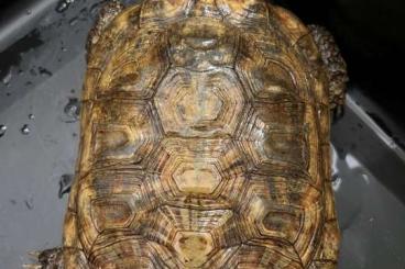 Turtles and Tortoises kaufen und verkaufen Photo: Adult male Malachochersus Tornieri 