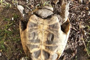 Skinke kaufen und verkaufen Foto: 1.0 Egernia stokesii cb22