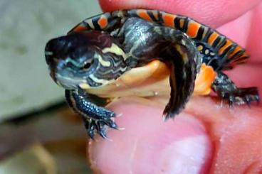 Schildkröten  kaufen und verkaufen Foto: Chrysemys dorsalis,  Graptemys flavimaculata NZ 2025.  Abgabe in 2026.