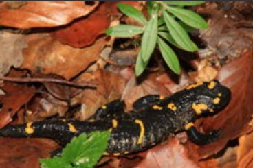 newts and salamanders kaufen und verkaufen Photo: Salamandra salamandra salamandra