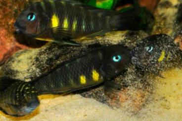 Zierfische kaufen und verkaufen Foto: Malawi- u. Tanganjikabuntbarsche, Mittelamerikanische Bb. Zierfische kaufen und verkaufen Foto: Malawi- u. Tanganjikabuntbarsche, Mittelamerikanische Bb.