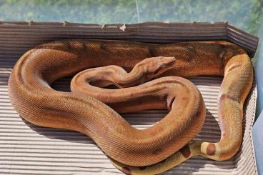 Boas kaufen und verkaufen Foto: 1.0 adult Hypo Scoria 100% het. Sharp