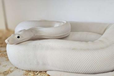 Boas kaufen und verkaufen Photo: 1.0 superfire ready to breed Boas kaufen und verkaufen Photo: 1.0 superfire ready to breed