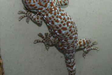 Geckos kaufen und verkaufen Foto: 1,1 Gecko gekko (Tokeh) anzugeben Geckos kaufen und verkaufen Foto: 1,1 Gecko gekko (Tokeh) anzugeben